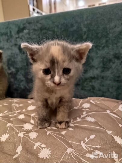 Кошка