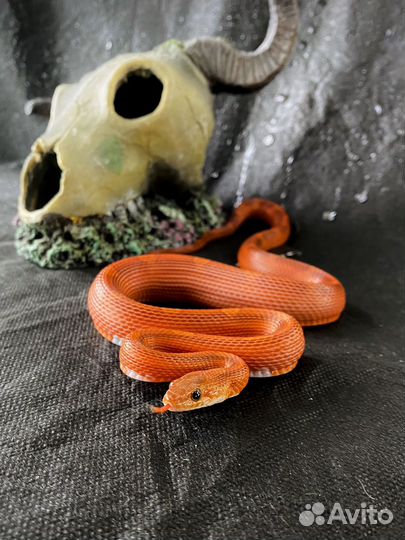 Маисовый полоз