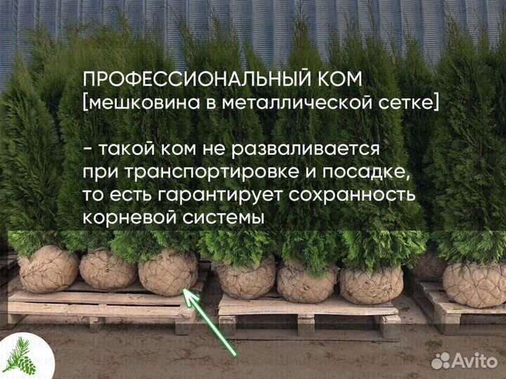 Туя Смарагд 1,5м от 15шт. Доставка