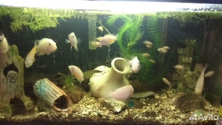 Аквариумные рыбки - Цихлиды Цихлазома фламинго