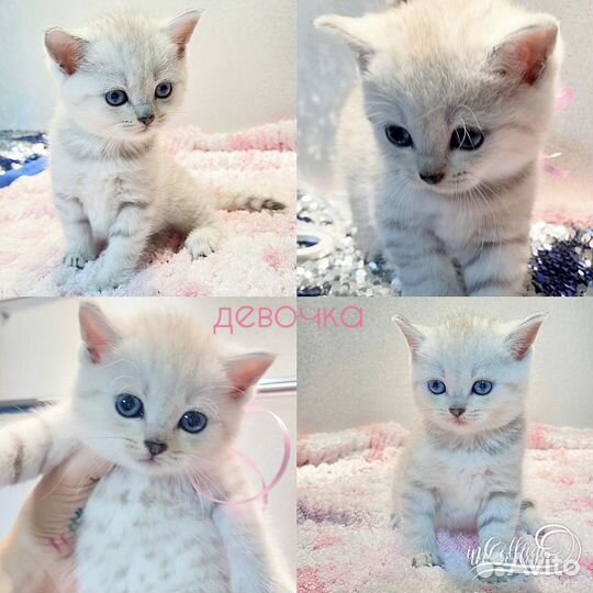 Шотландские котята