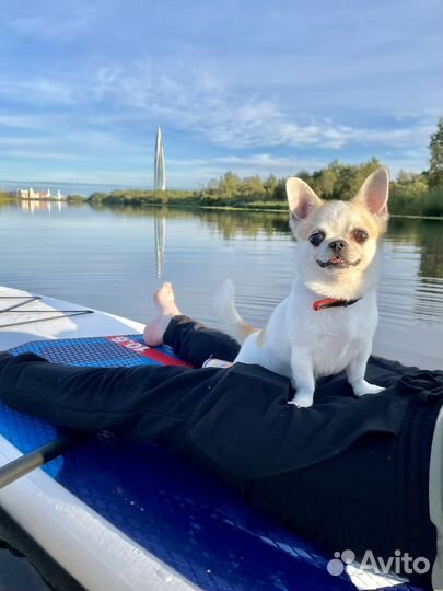 Вязка кобель чихуахуа