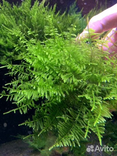 Аквариумные мхи