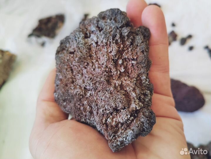 Коряга пробковый дуб