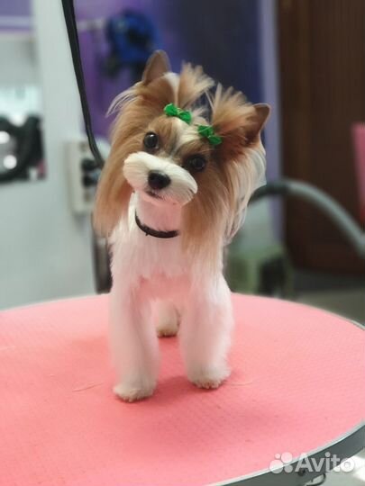 Стрижка собак и кошек груминг тримминг