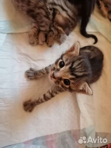 Бенгальские малыши