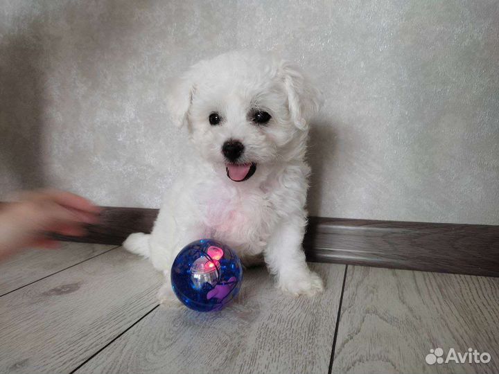 Щенки бишон фризе мини
