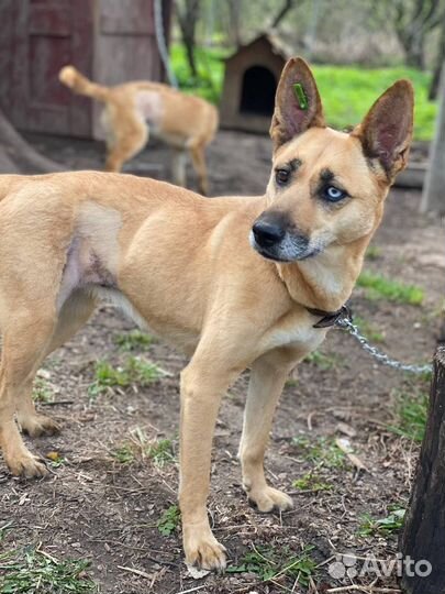 Девочка в добрые руки