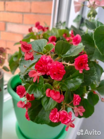 Бегония вечноцветущая махровая