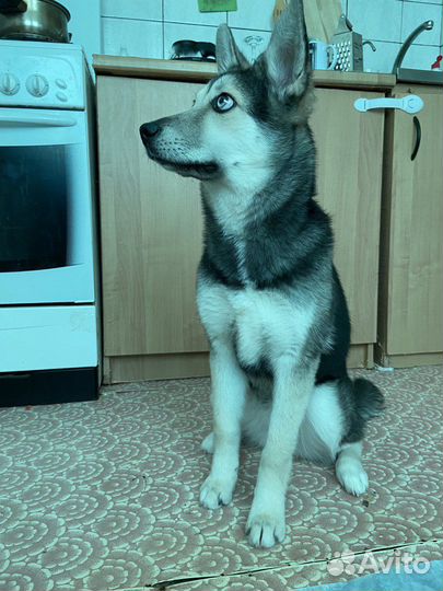 Метис хаски