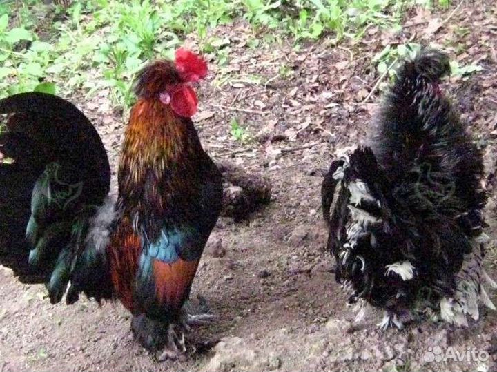 Мускусные утки и карликовые курочки