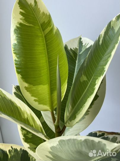 Фикус эластика тинеке (читайте описание)