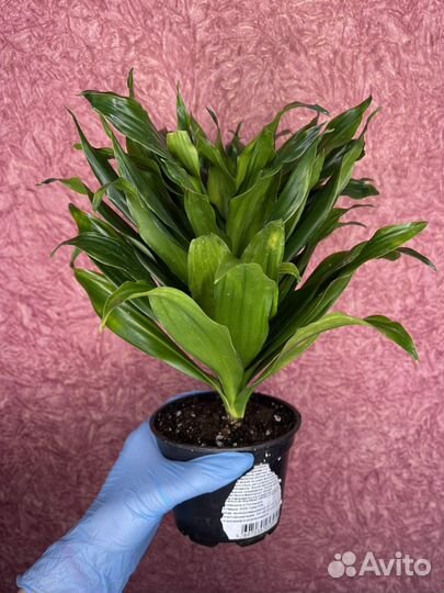 Dracaena fragrans Compacta (Драцена фрагранс)