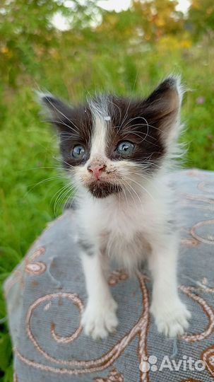 1,5-месячные котятки ищут дом