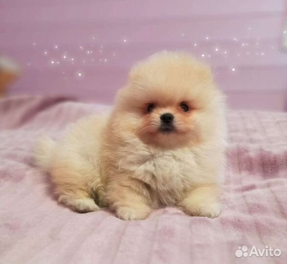 Кремовый мишка