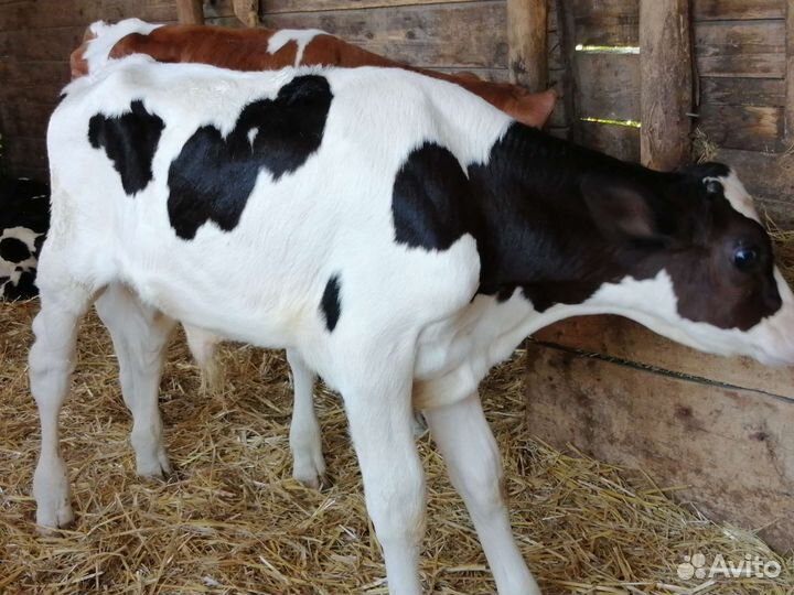 Телята бычки