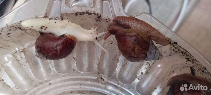 Улитки ахатины 2 вида молодые