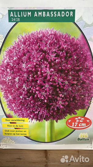 Луковичные растения