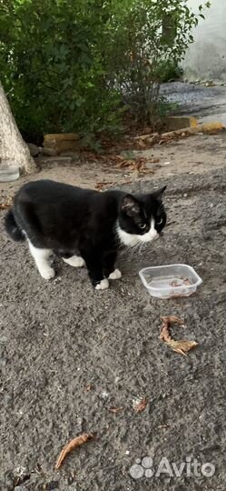 Зеленоглазая красотка