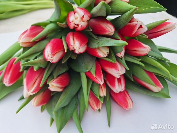 Тюльпаны оптом и в розницу
