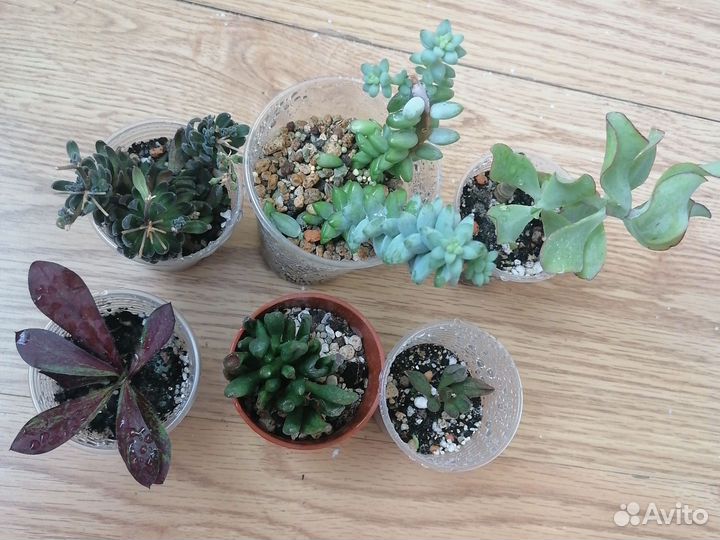 Суккуленты