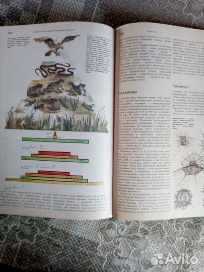 Энциклопедия по биологии