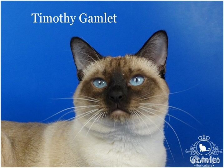 Тайские коты с родословной на льготных условиях