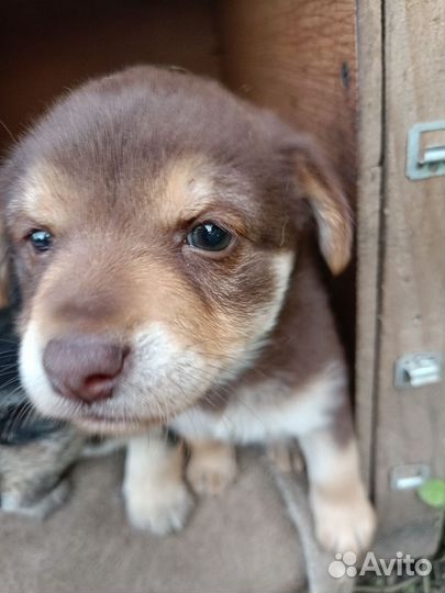 Щенок(две девочки) в добрые руки бесплатно