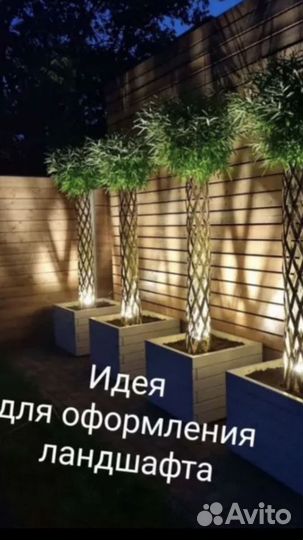 Ива плетёная пальма