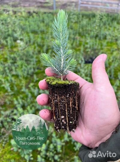Зкс и окс Сосна Ель Лиственница сеянцы Голуб горн