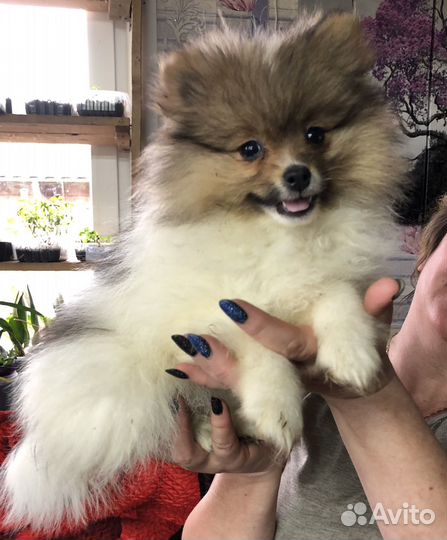 Детки Шпица