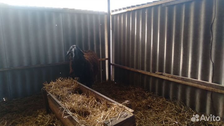 Баран,породистой породы