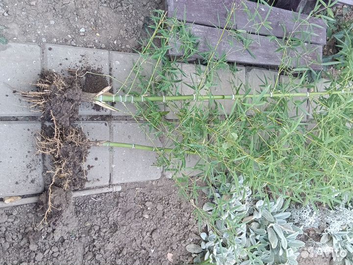 Бамбук саженцы