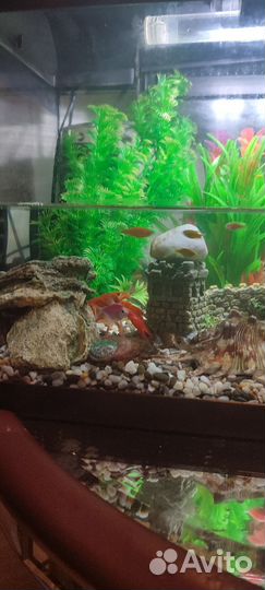 Обслуживание аквариумов