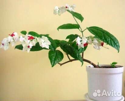 Клеродендрум томпсон