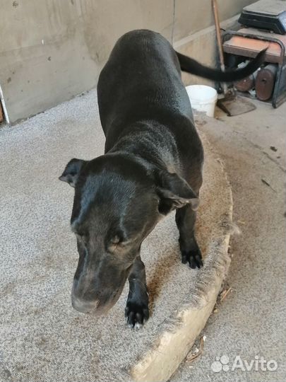 Отдам в добрые руки