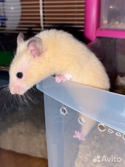 Сирийский хомяк