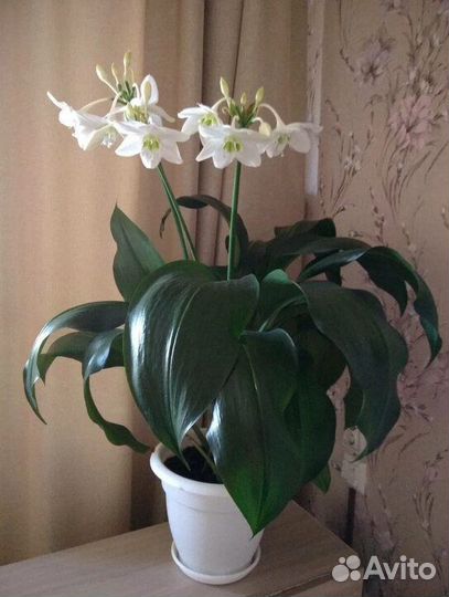 Эухарис (амазонская лилия)