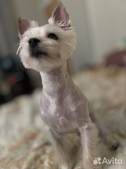 Йоркширский терьер