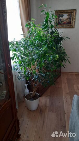 Фикус Бенджамина большой