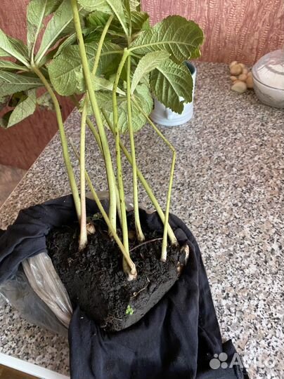 Роджерсия каштановидгая