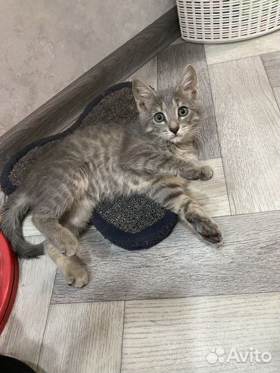 Котенок в добрые руки бесплатно