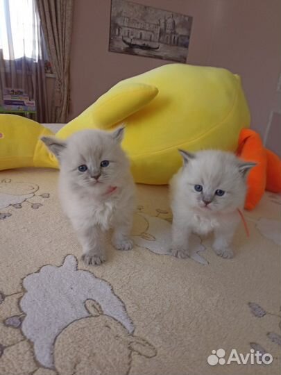 Невская маскарадная девочка с документами