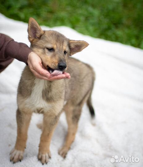 Собаки бесплатно в добрые руки