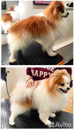 Стрижка собак, стрижка кошек бесплатно/Груминг