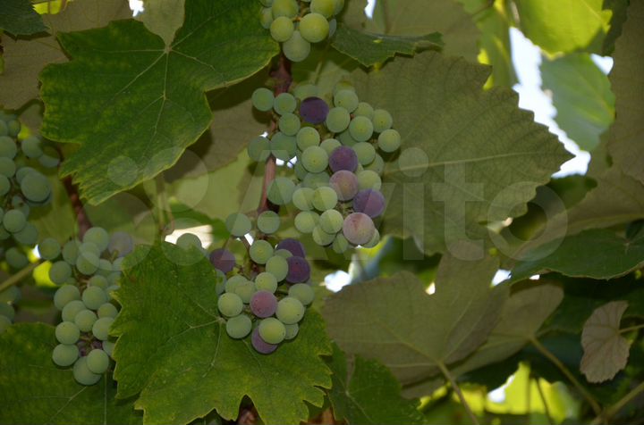 Дом 70 м² на участке 2 сот.