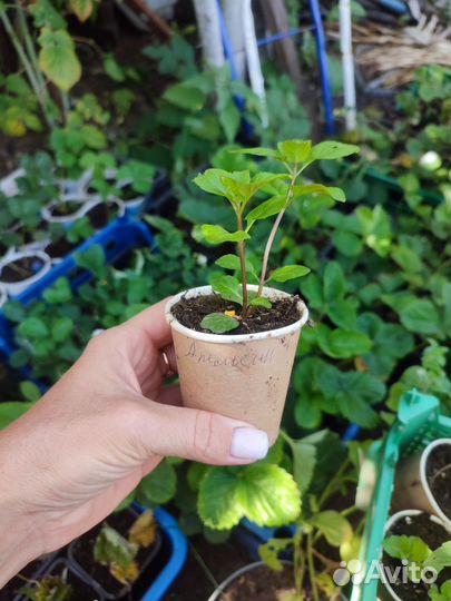 Мята сортовая