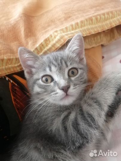 Отдам котенка