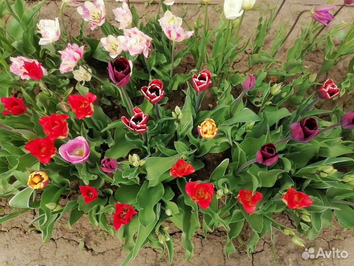 Тюльпаны, луковицы