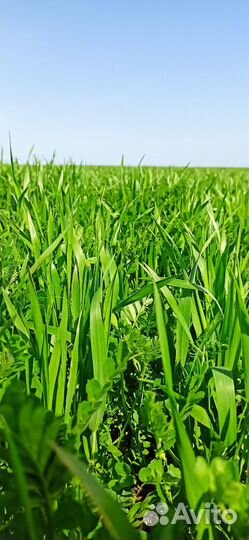 Семена озимых и яровых культур